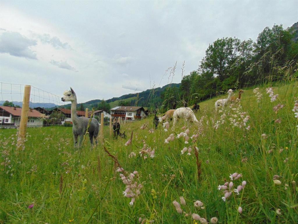 Alpakahof Wechs Bad Hindelang Exterior foto